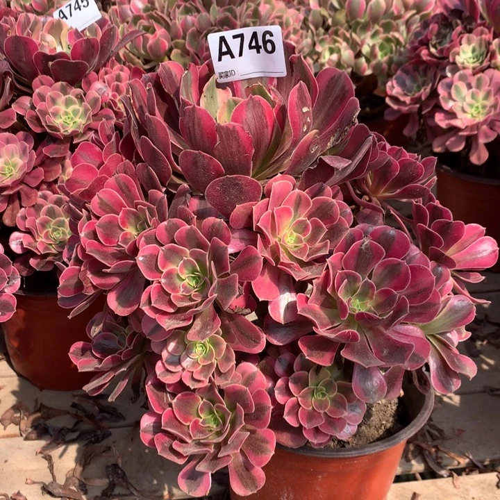 风***儿746美杜莎多肉法师