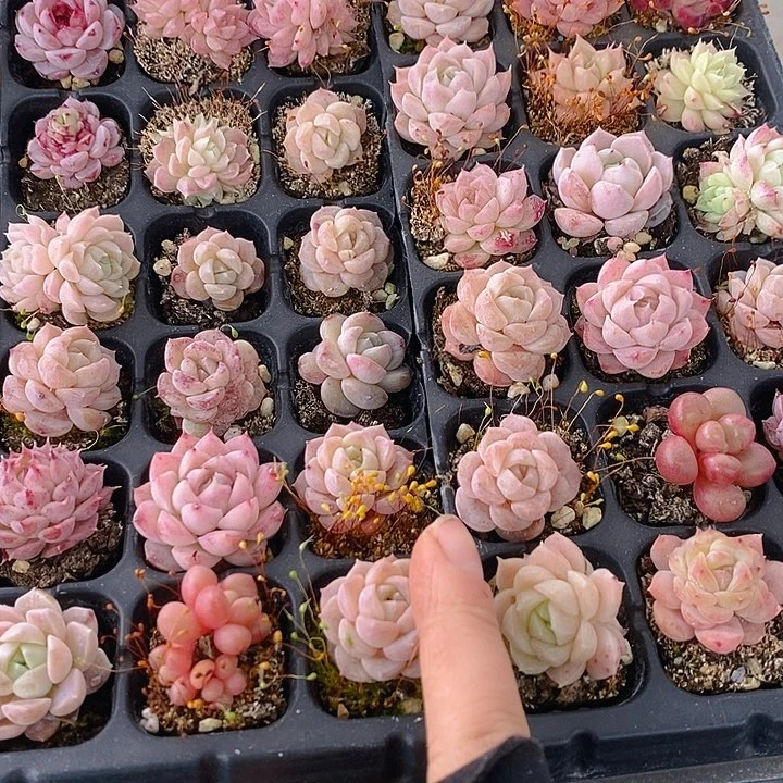 64-65 多肉植物盆栽花卉植物