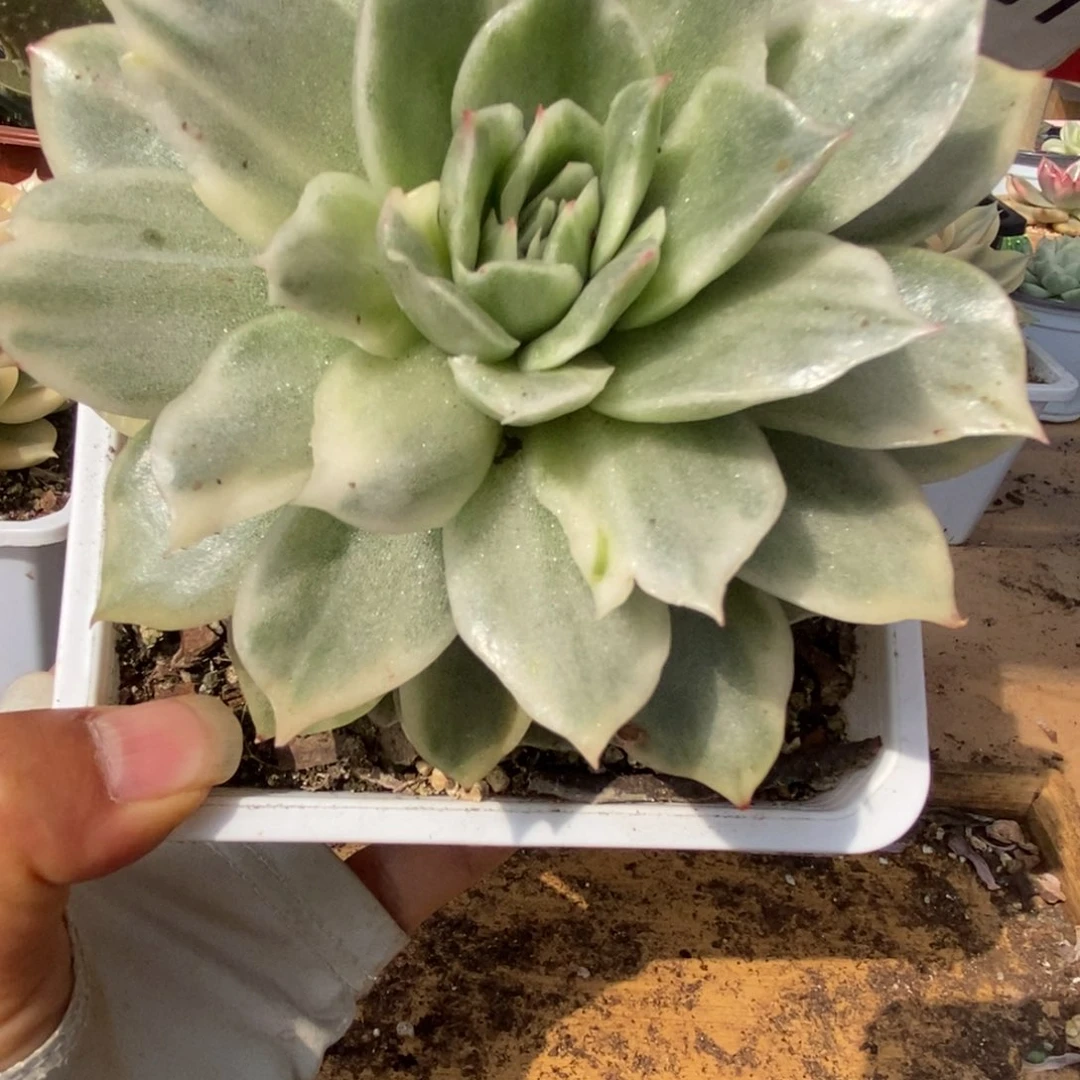 431翠花杂锦锦锦锦锦锦