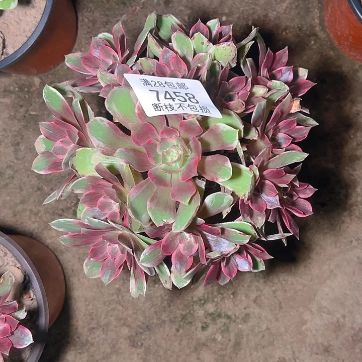 7458浣纱多肉植物