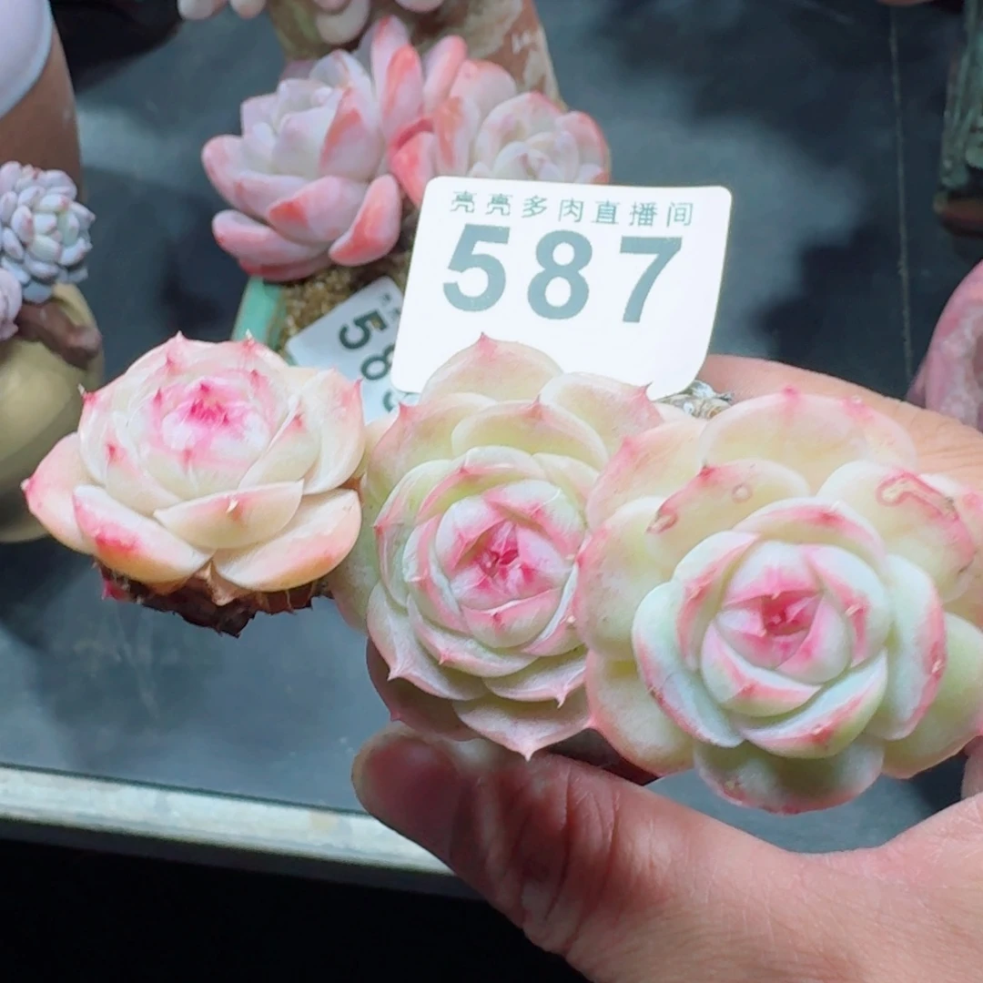 天***划白芷珍妮      愿你一路坦途，乘风破浪展宏图