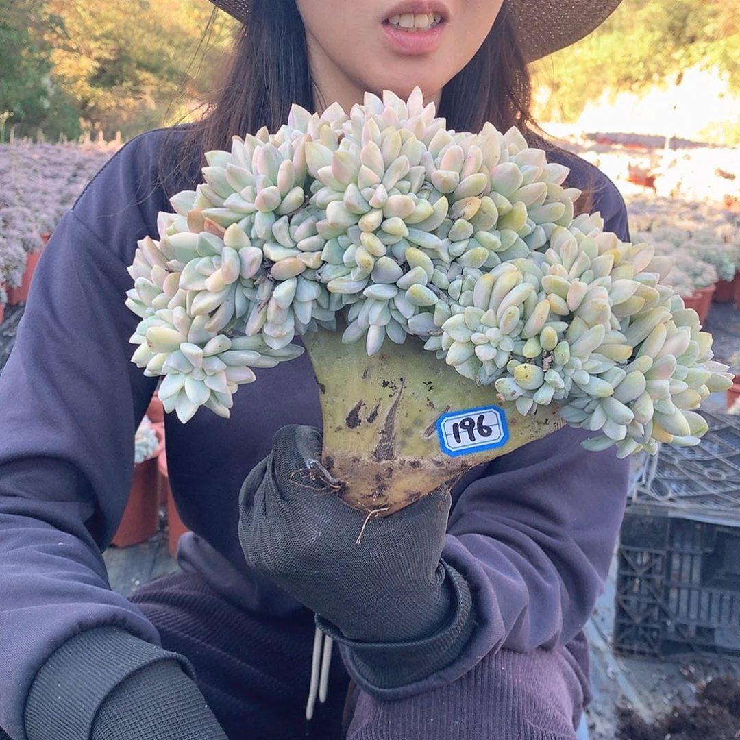 196 淡雪锦缀 一物一拍