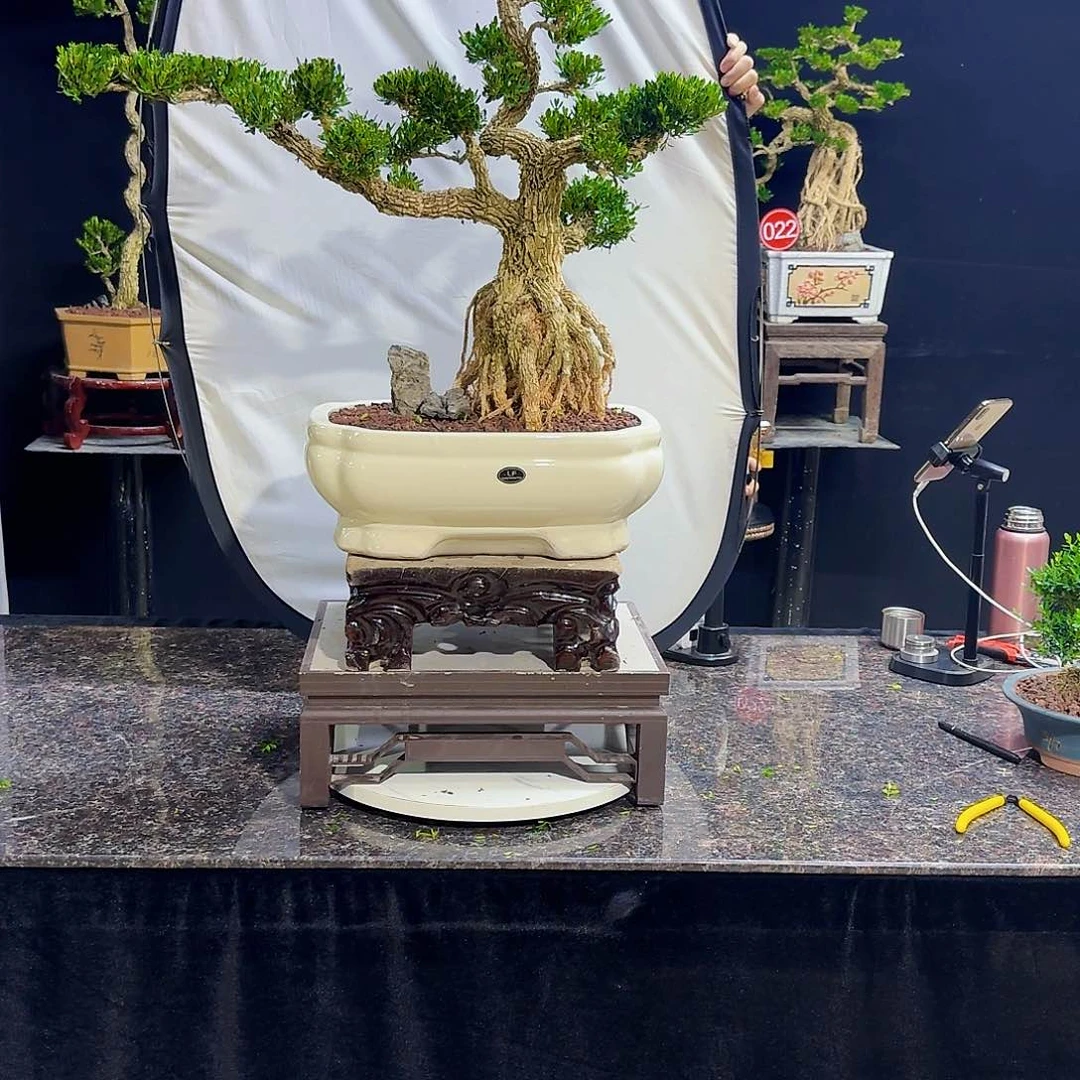 无花朵高端黄杨盆景艺术