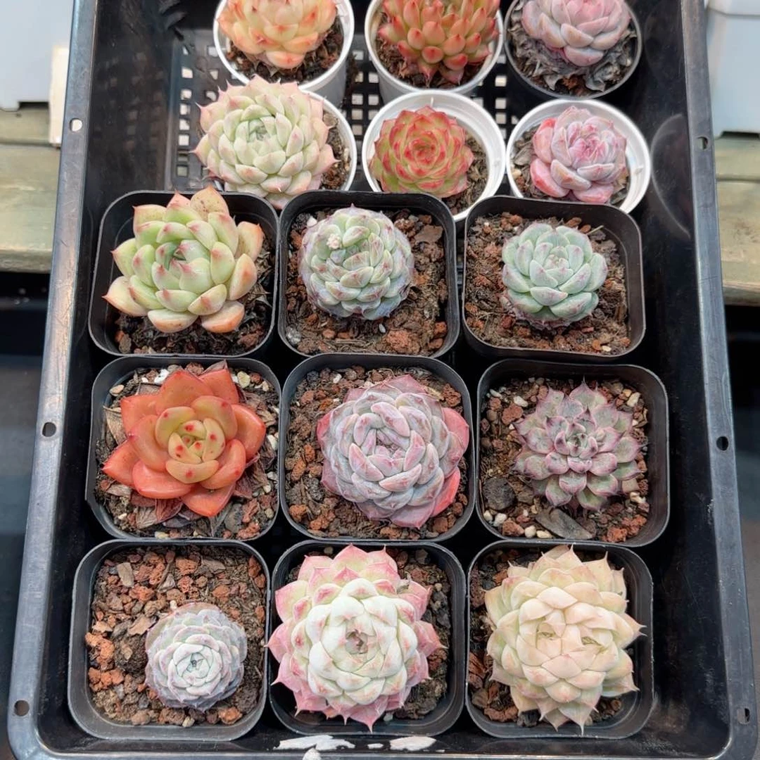 框拍框拍框0120-11上量全单头上量