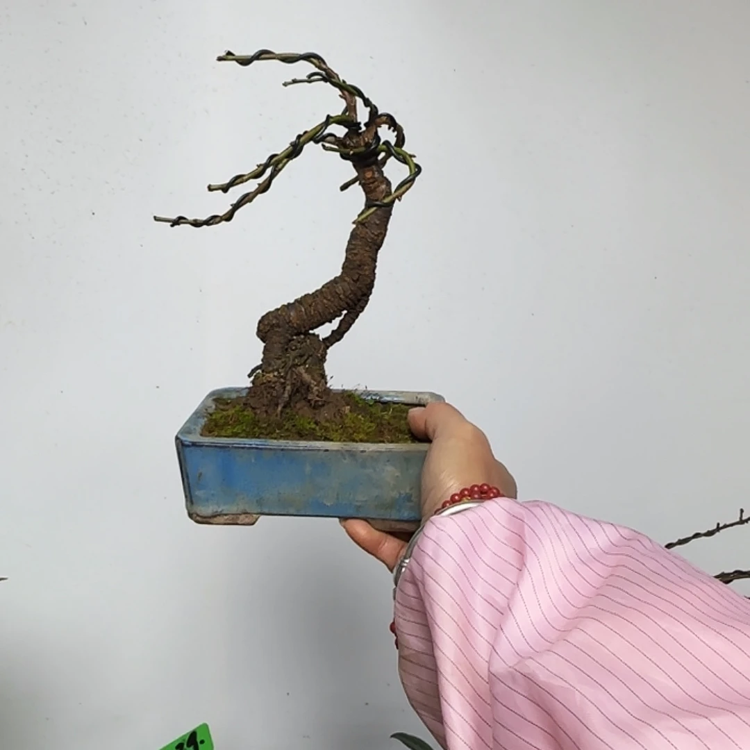 高***海无花朵调治梅花都包邮