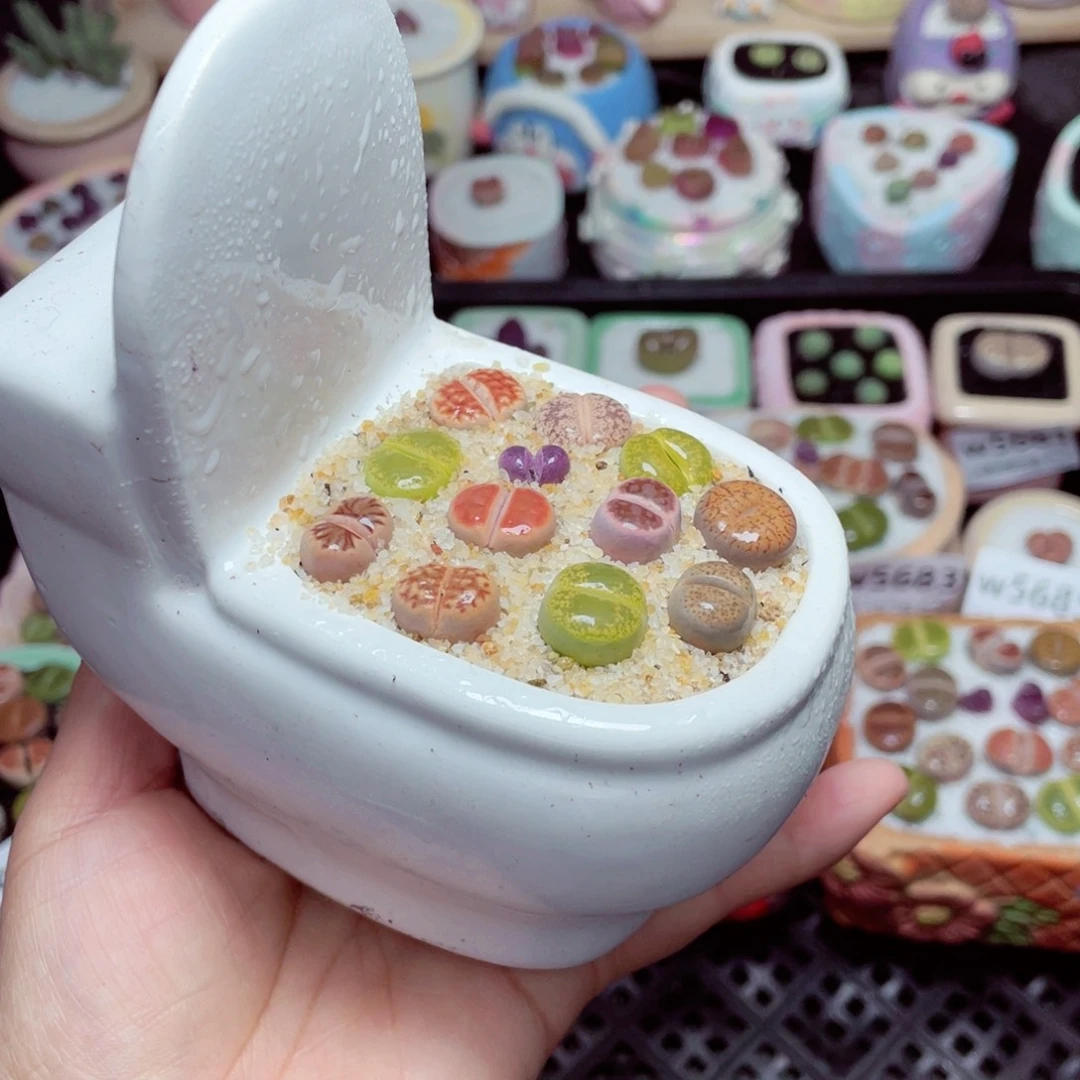 w5690 -零下地区拍保温箱-15支持寄养