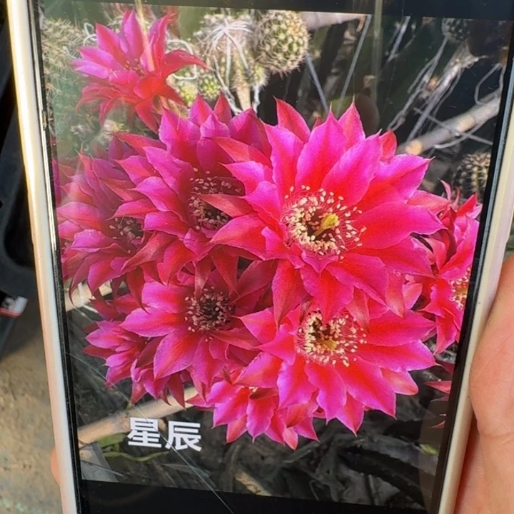 243白檀星辰一个无根侧牙，20包邮