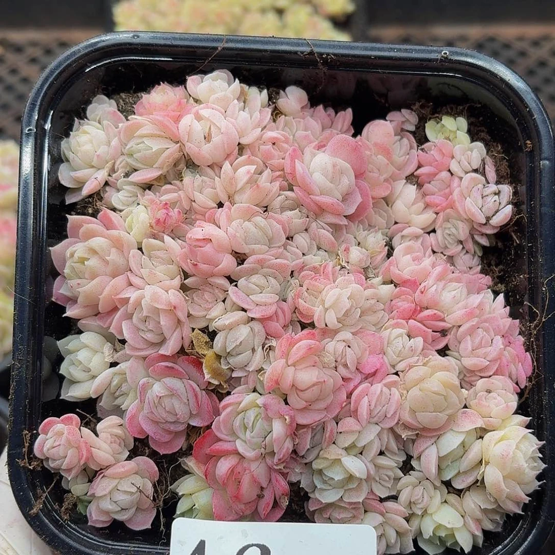 多肉植物多肉植物46