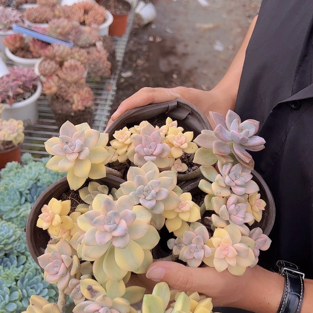 3盆美杏锦 多肉植物