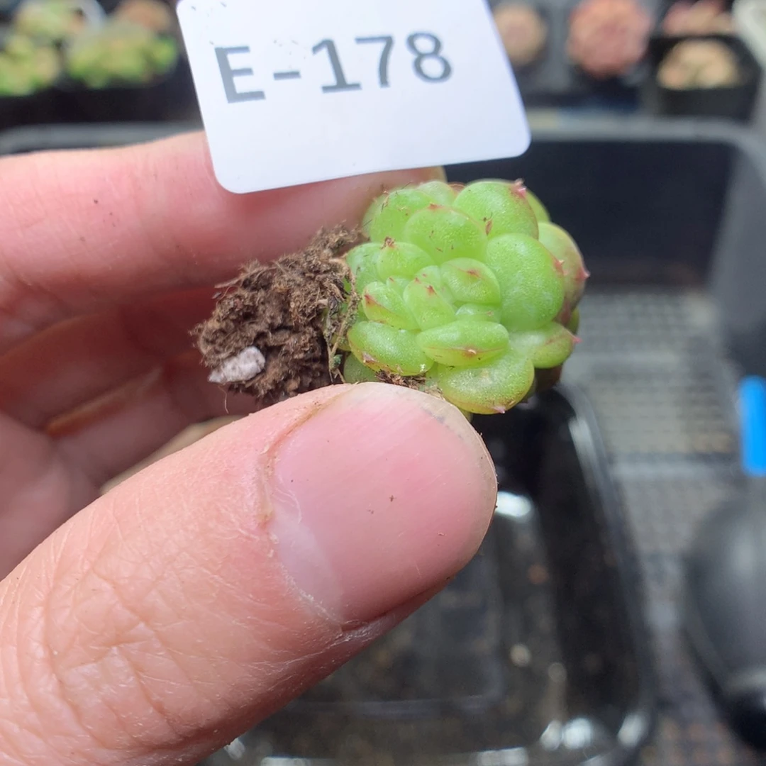 E178y y y y y y y y