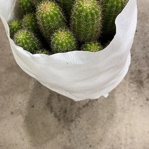 宝石白糖，25789900