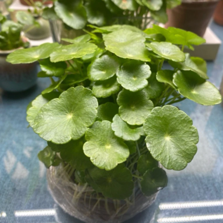 铜钱草水培植物室内绿植盆栽净化空气四季常青懒人花卉