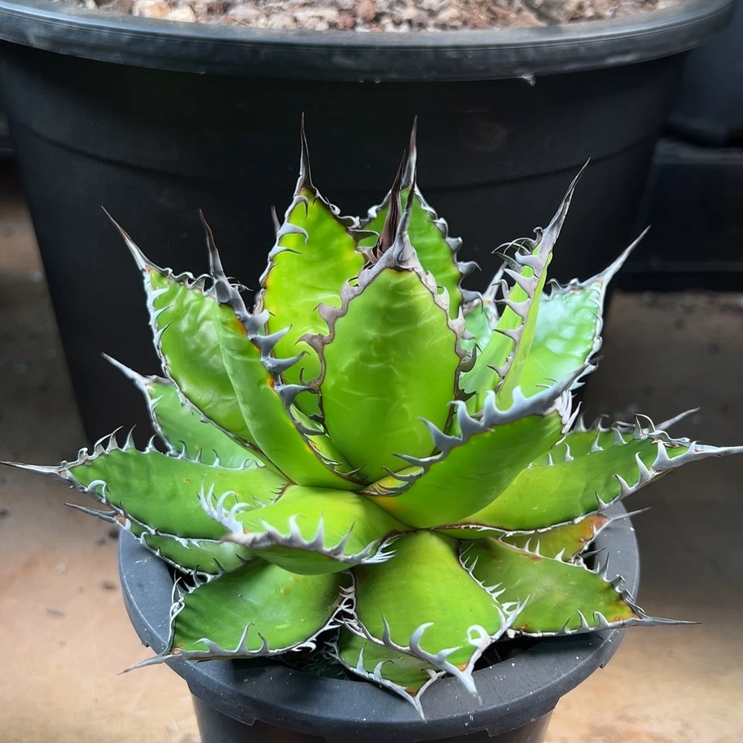 无花朵多肉植物强刺霍利达