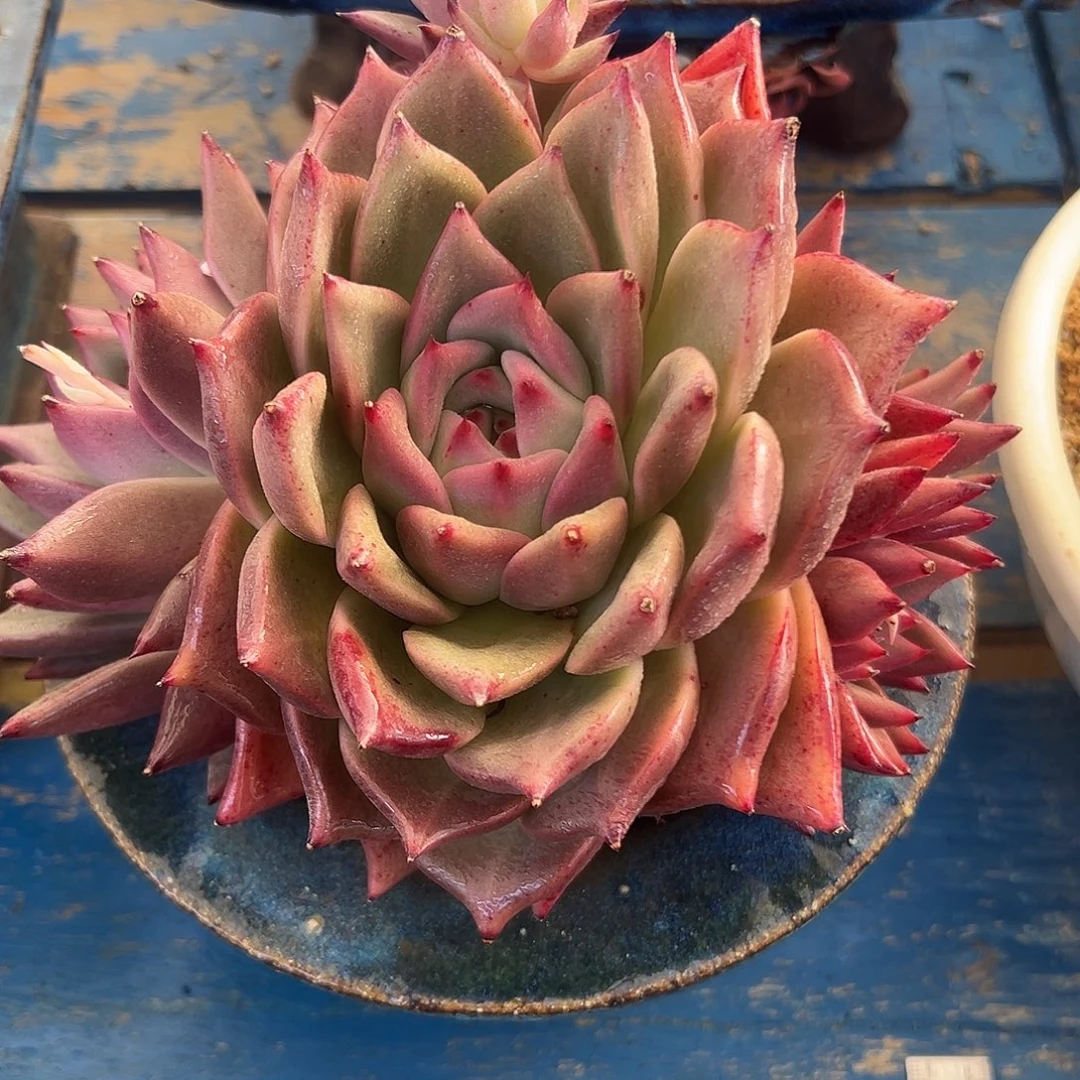 求婚捧花一物一拍