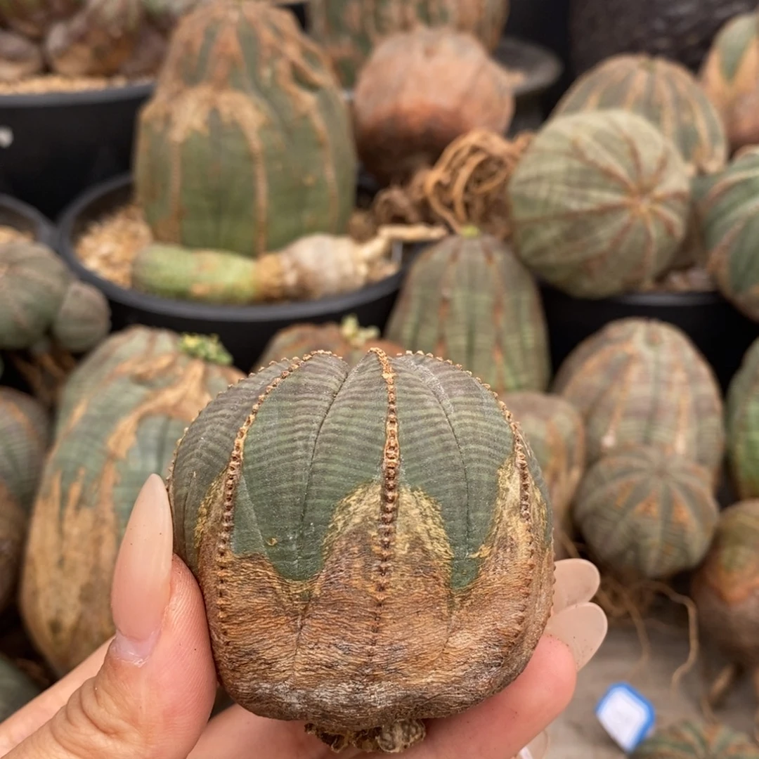 23原产地布纹球一物一拍