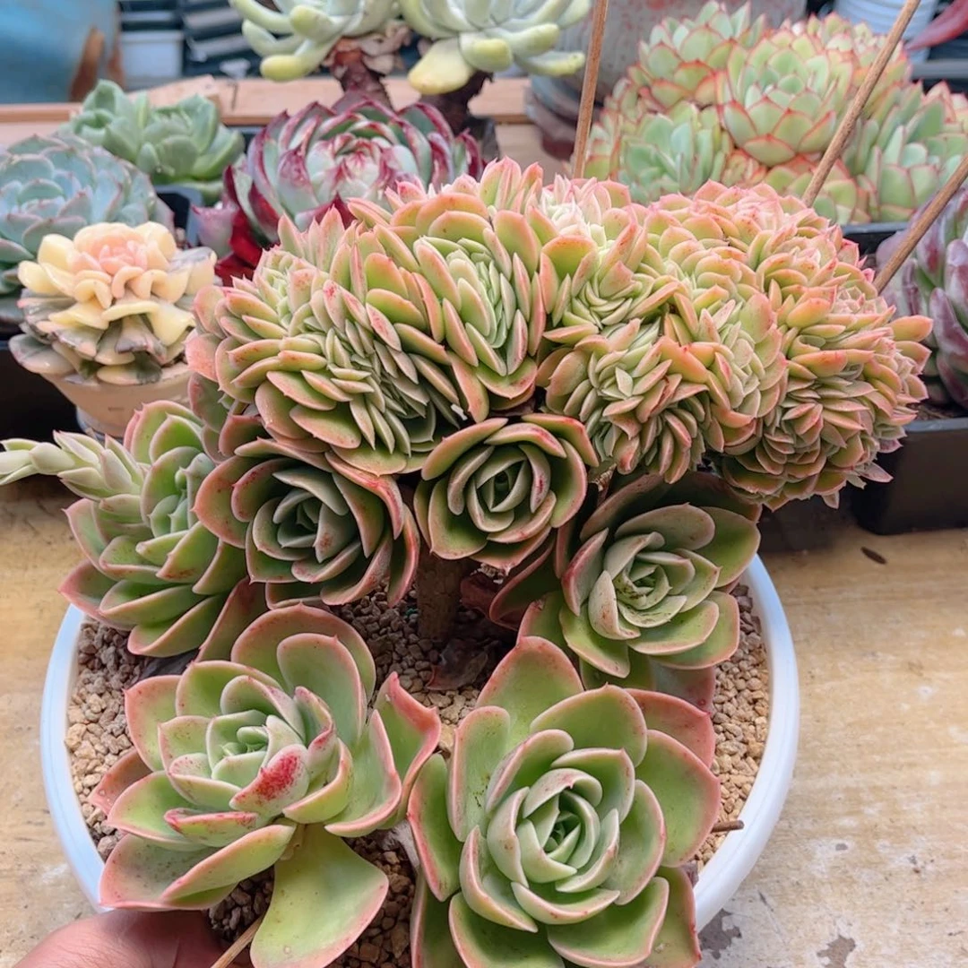 650星娜塔缀德华多肉