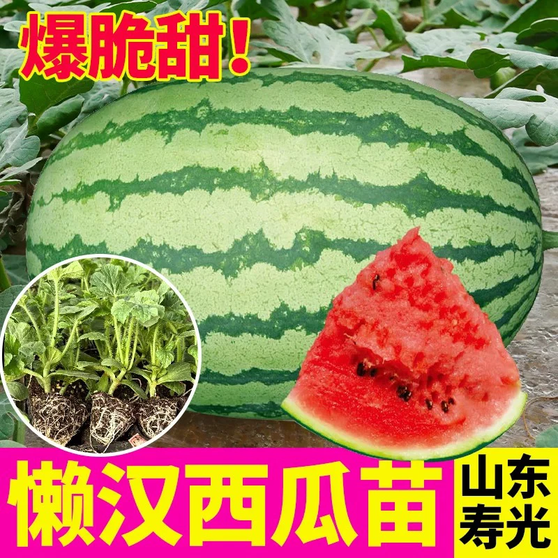 懒汉西瓜秧苗种子蔬菜早熟香脆红玉麒麟甜王四季庭院盆栽蔬菜秧苗