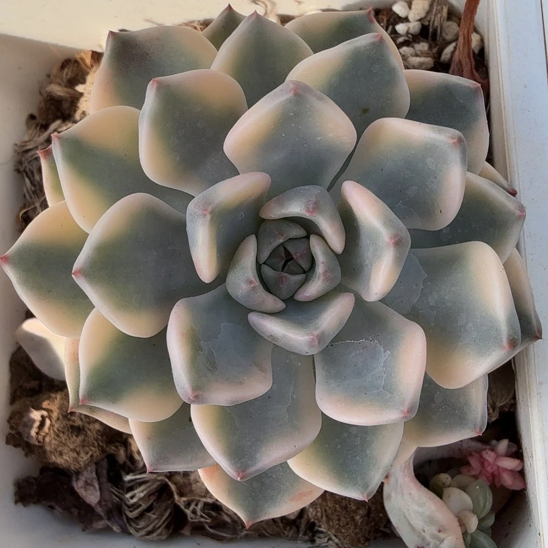 红粉佳人锦，多肉植物