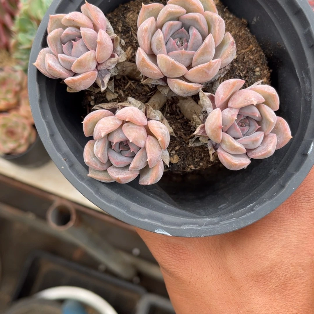 喂*魏0029飞哦娜多肉