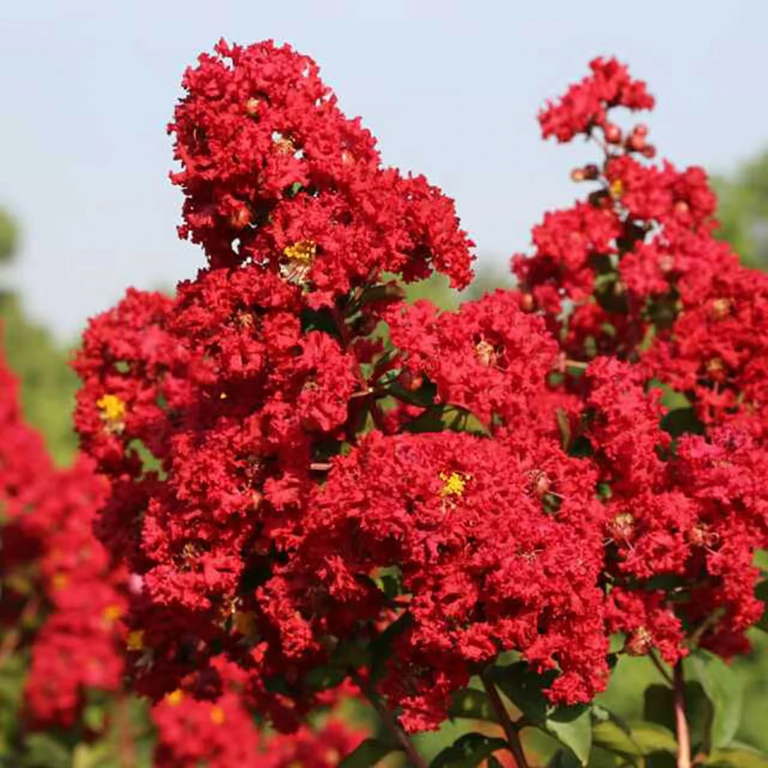 紫薇盆栽开花植物紫薇苗花期长三角梅花苞多好栽玲珑红金紫薇