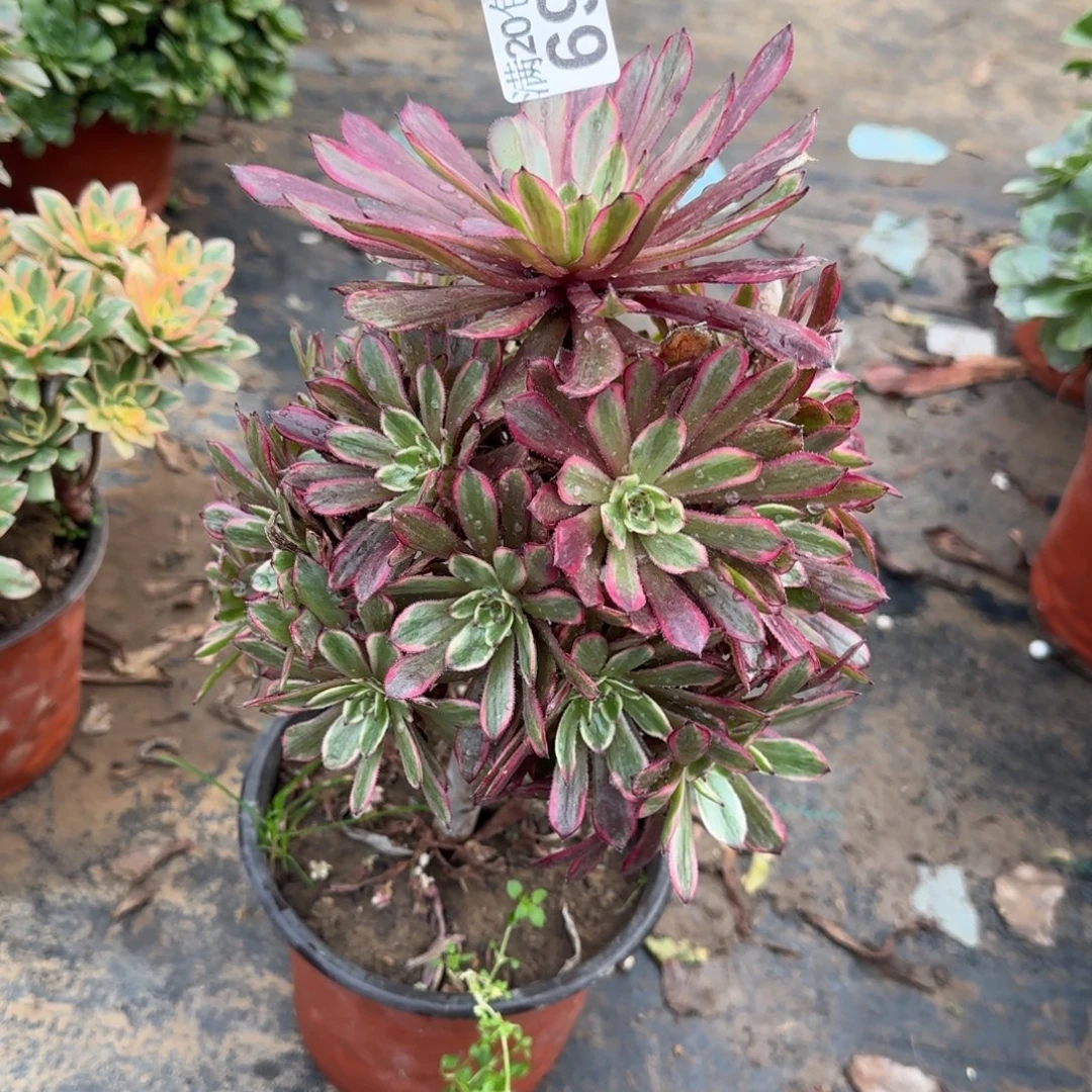 紫霞仙子699满20包邮断枝不包