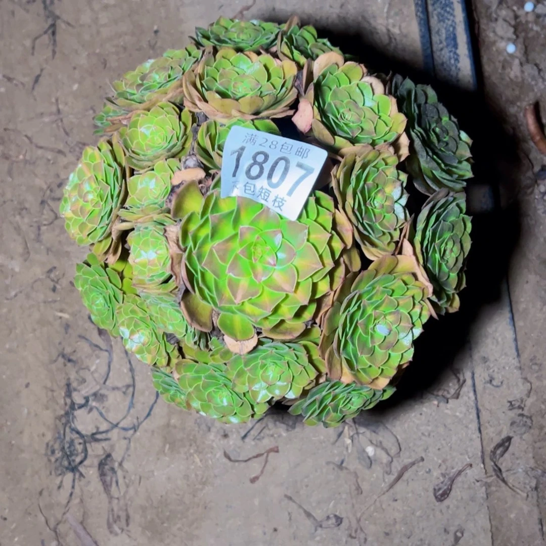 抹茶多肉植物法师1807