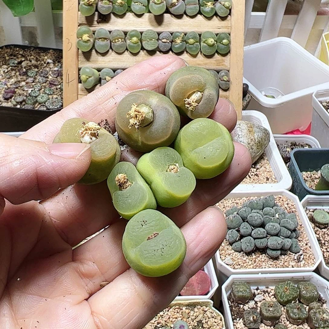 大*O泡有伤特………………………………