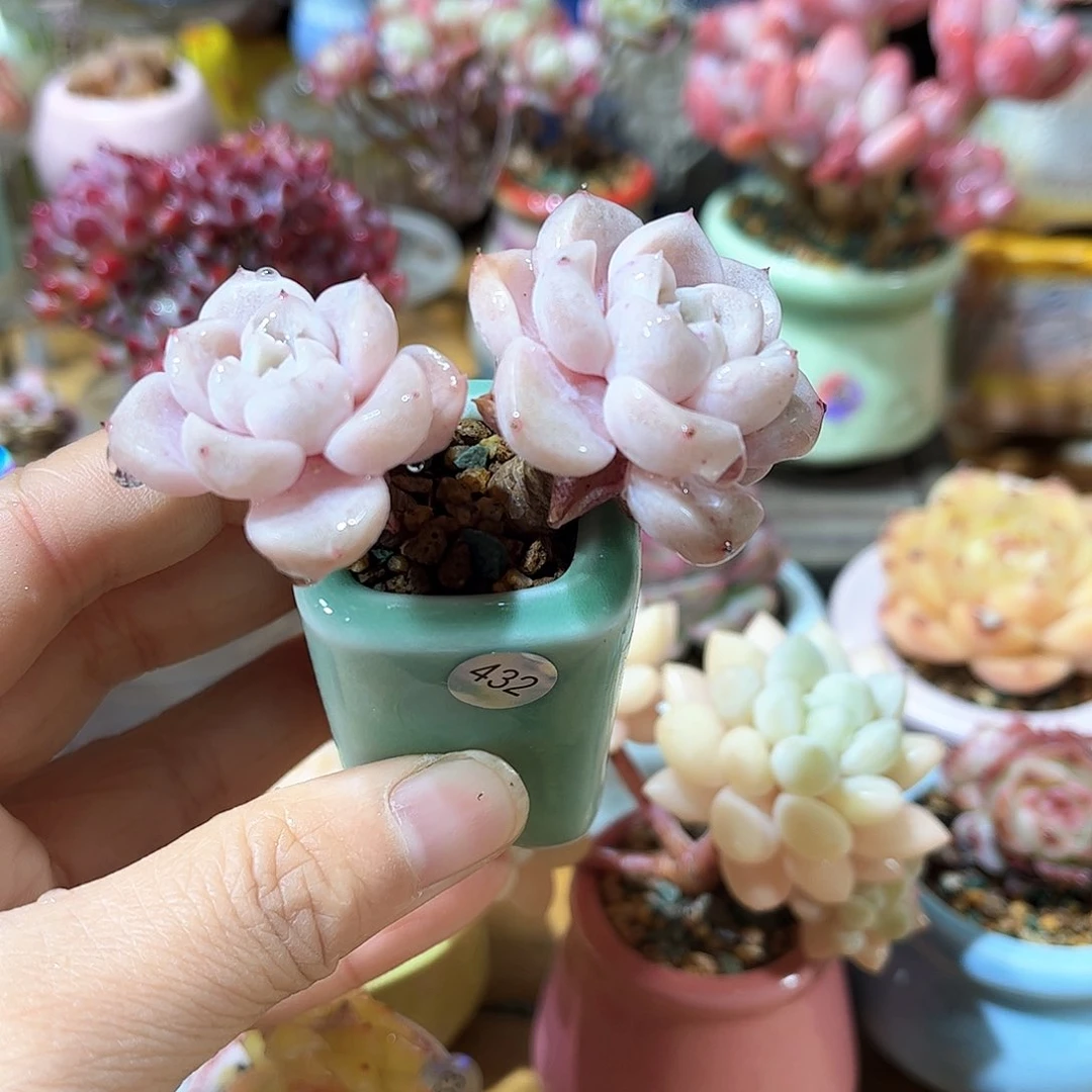 c**n432 多肉含盆土30元包邮除偏远