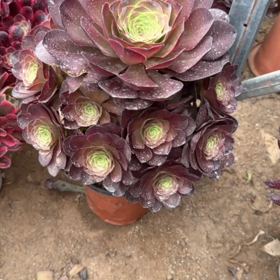 魅金16.88加急发明天早上