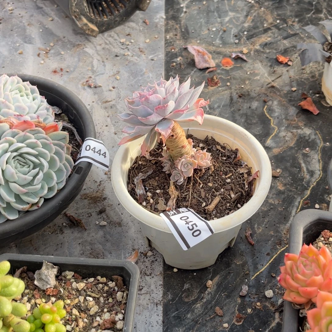 皮氏多肉植物0450