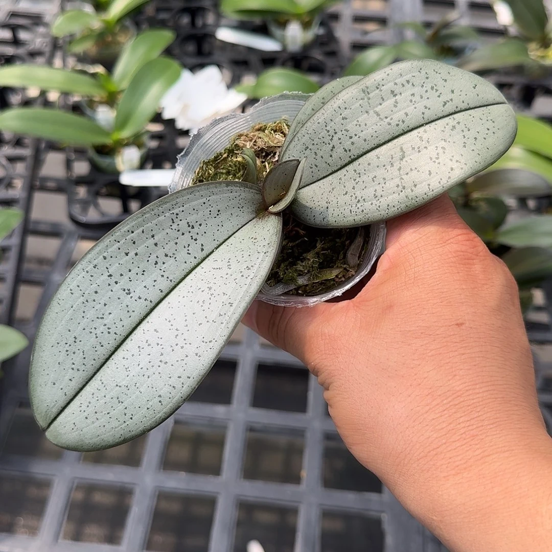 大部分花苞少量开放