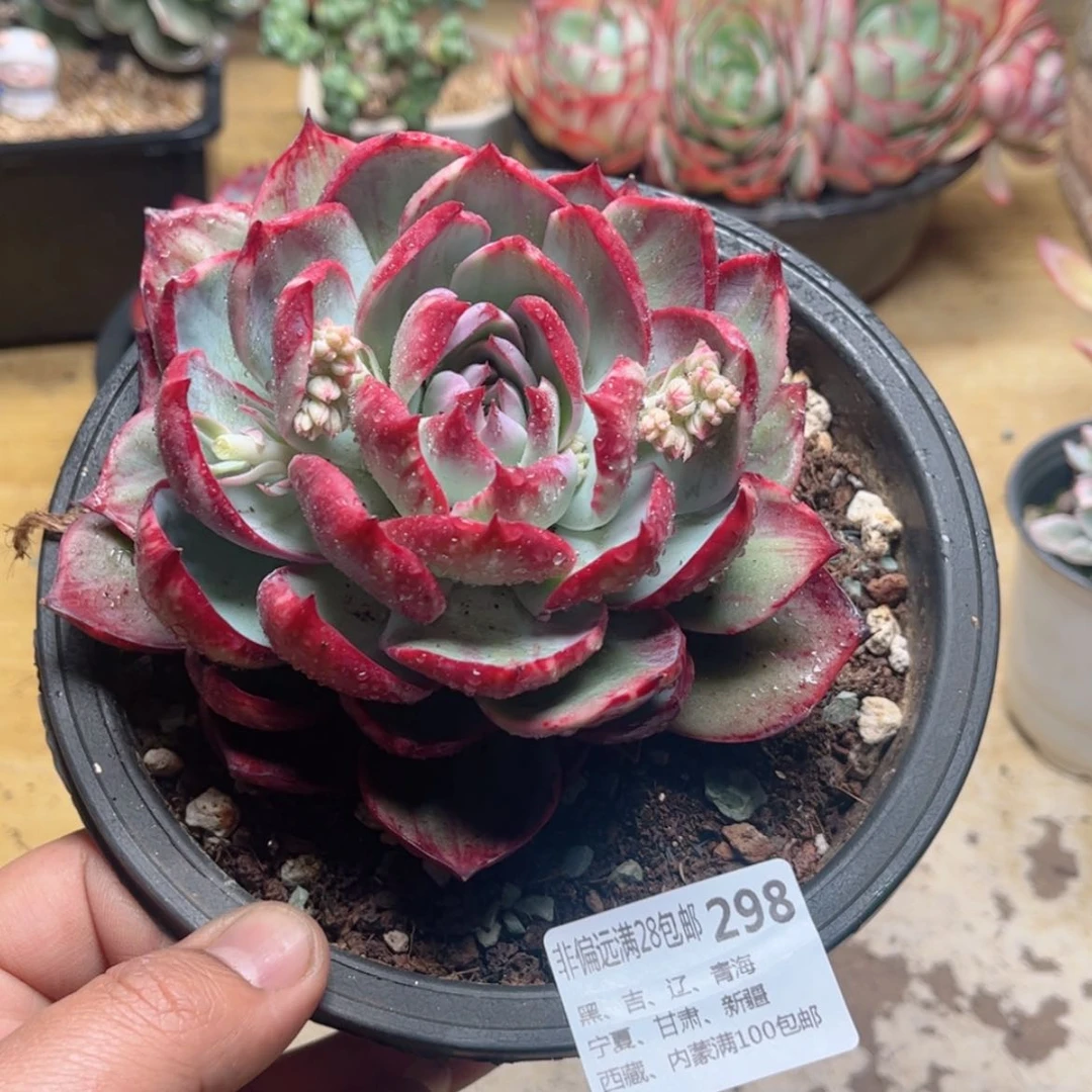 【闪购商品】菲*、298惊鸿