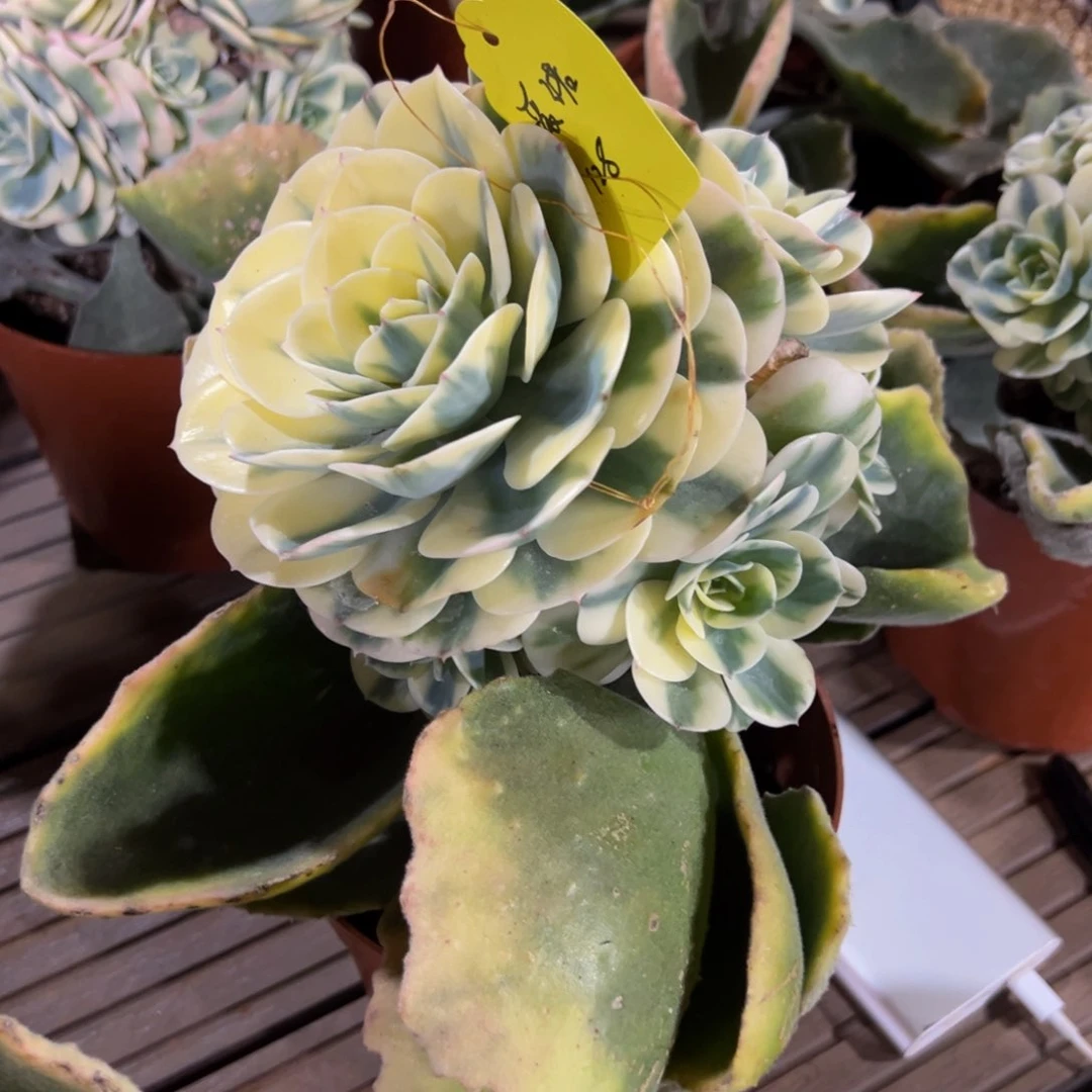 爱*爱诺（棒棒糖玉蝶锦）