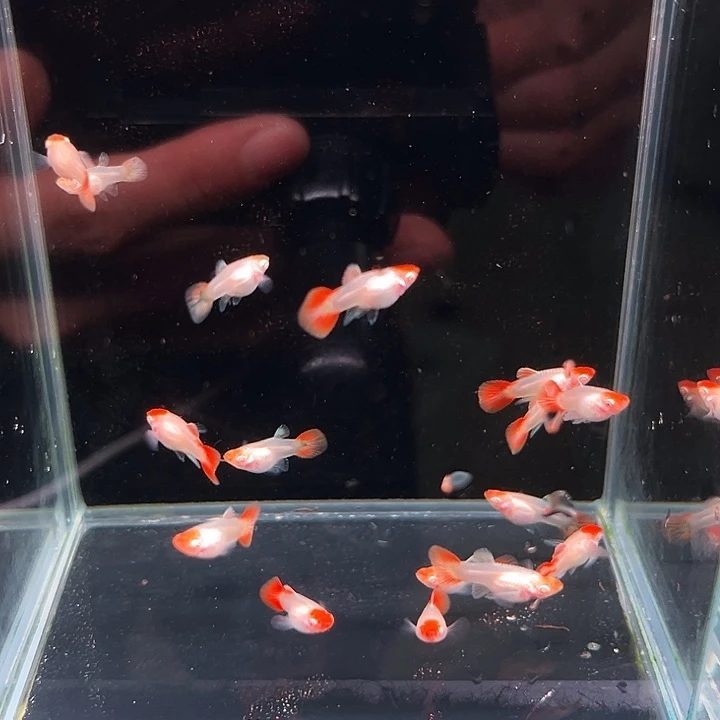 孔雀鱼精品圣诞帽白子8条