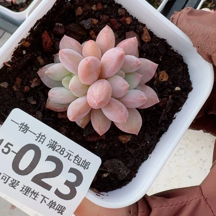 半夏多肉无盆土发货多肉多