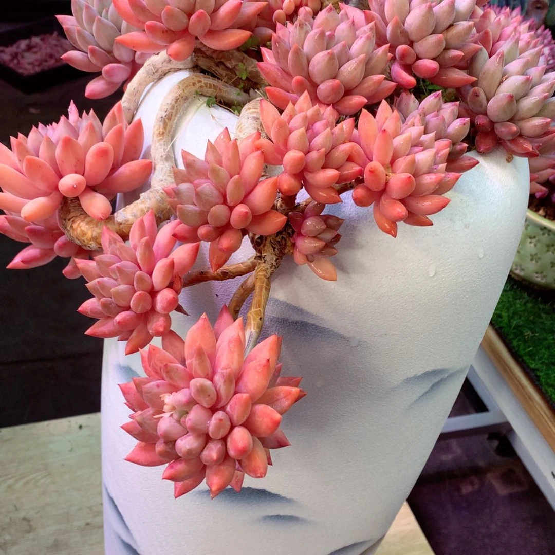 7**长在在在在在在在在我现在