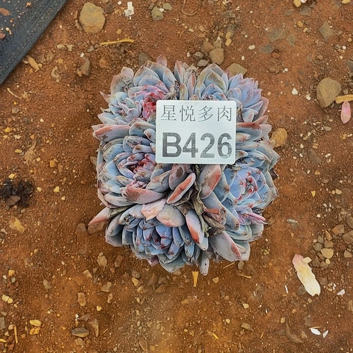 琳***琳星悦多肉         B426