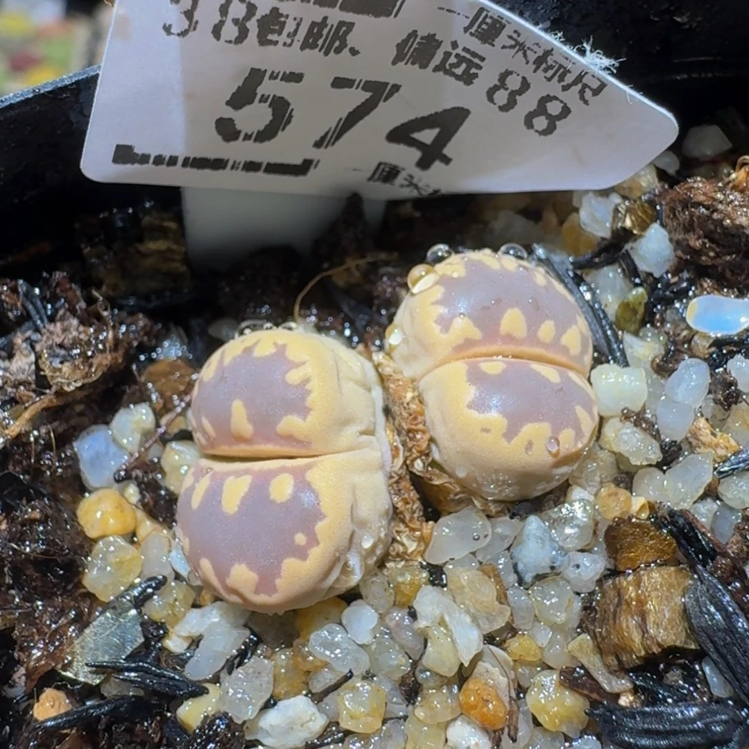 Ssss精品生石花574