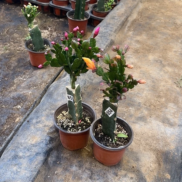 855+854嫁接蟹爪兰：红黄