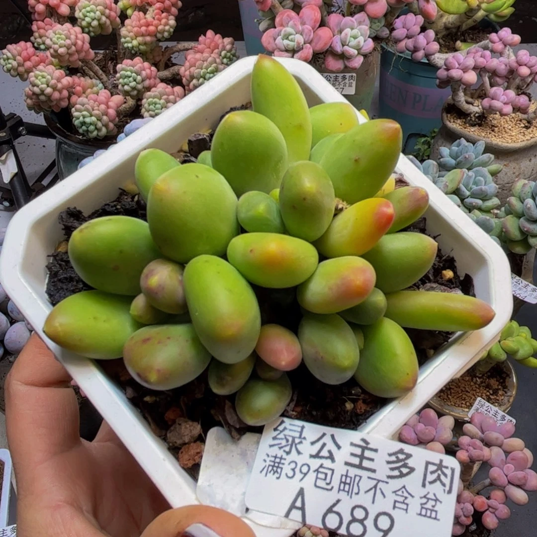 芒果奶酪689/6cm多肉