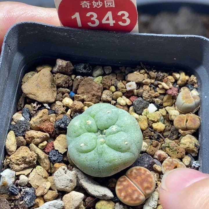 海鲜一颗仙人球3688