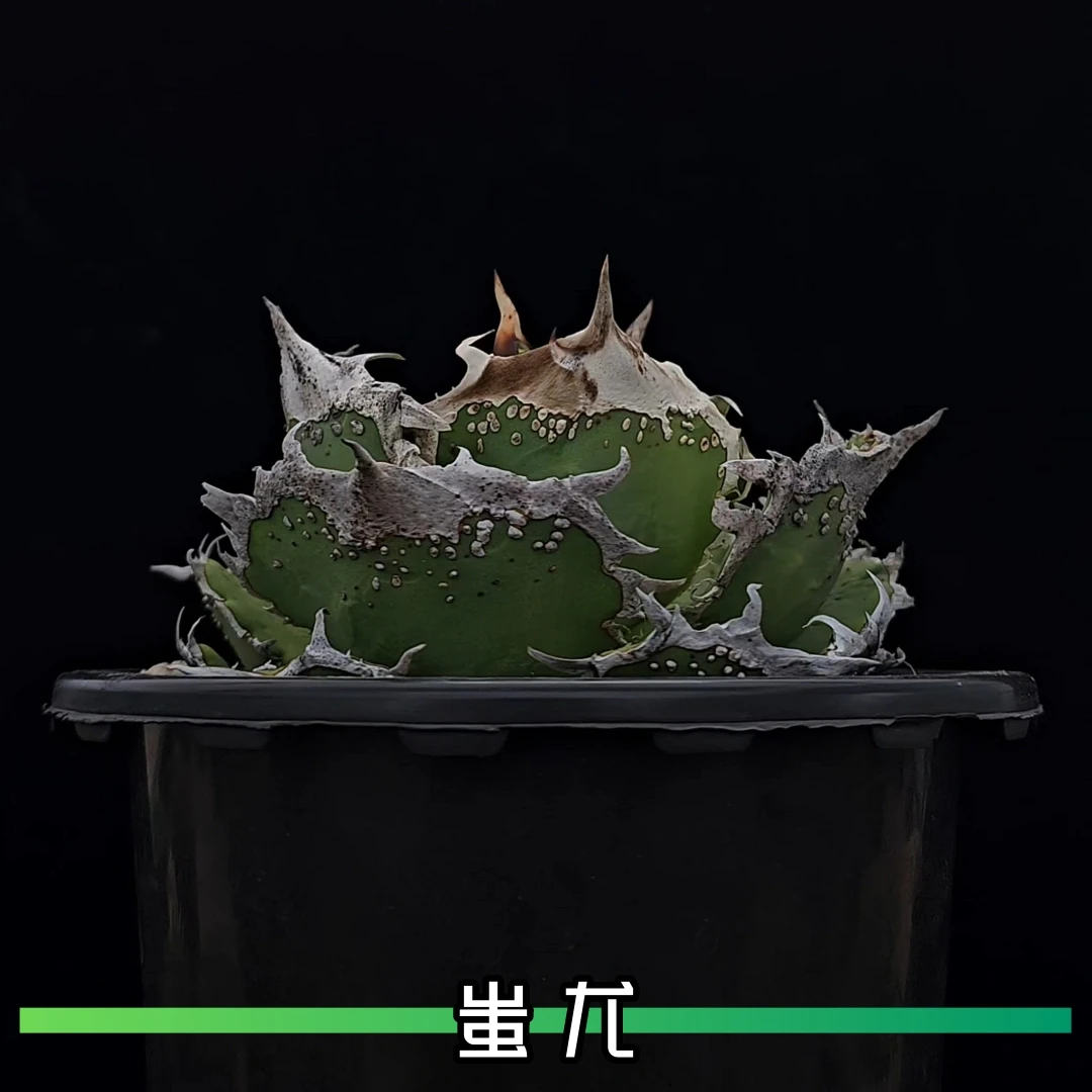 【小龙女精选】仁王冠蚩尤龙舌兰植物非组培潮流植物ins风绿植盆栽
