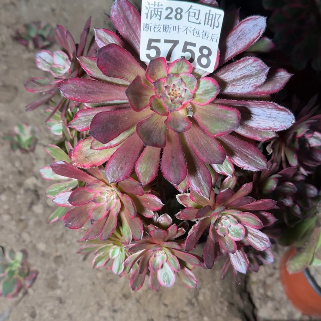 5758紫霞仙子不包