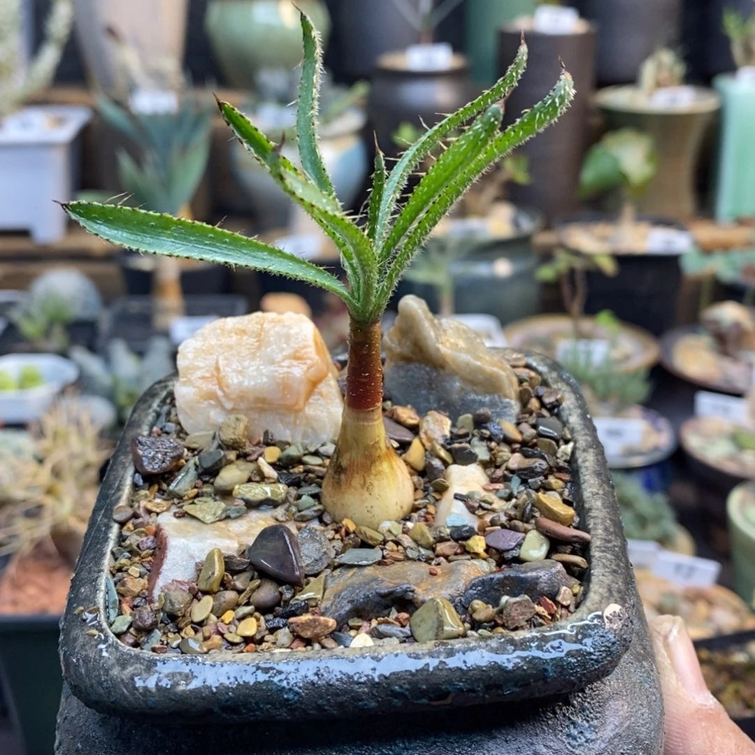 金刚钻弹簧草带盆一物一拍