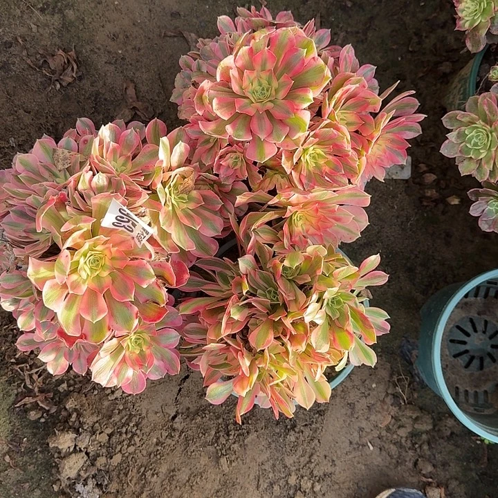 18-21法师女巫3颗