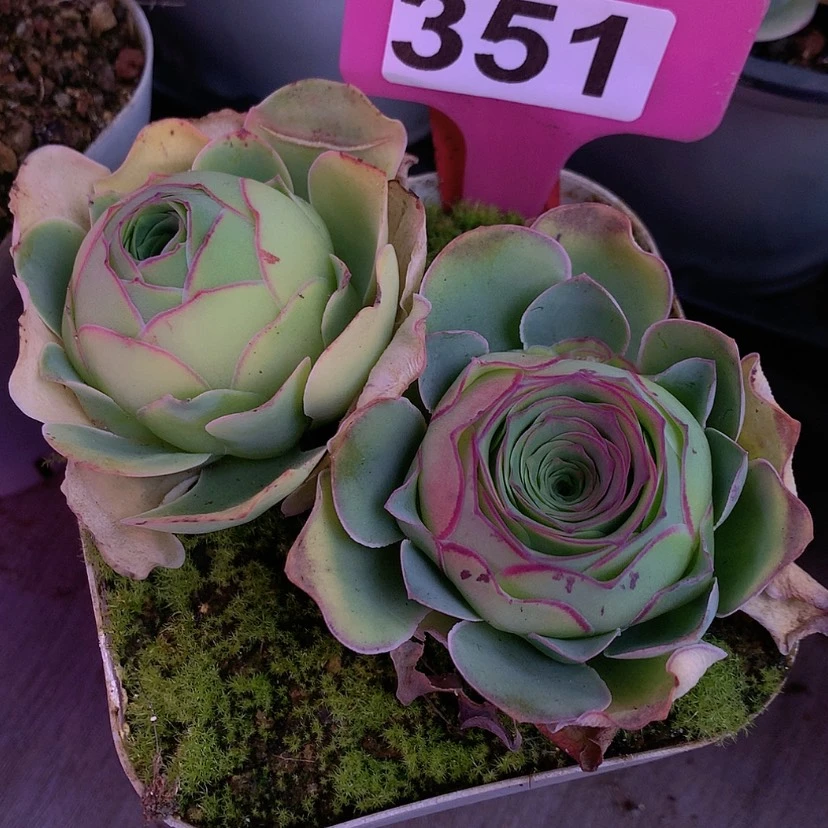 【闪购商品】k**yyjj351加纳利母本后裔