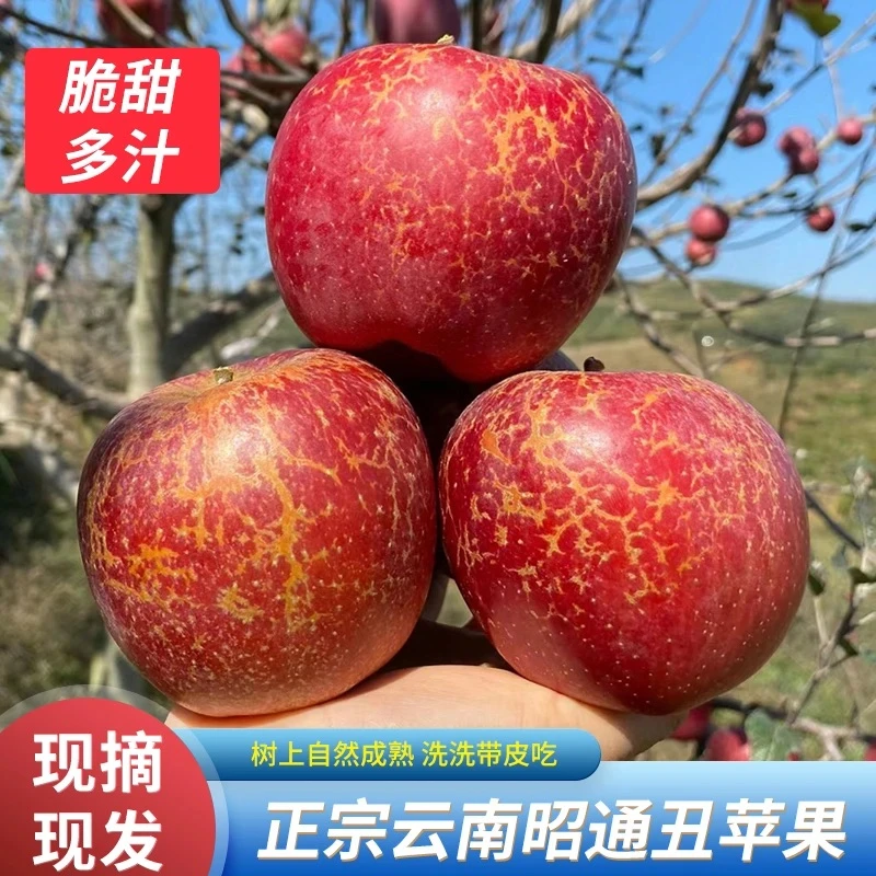 老粉囤货精品果+瑕疵果混装云南昭通红富士糖心丑苹果（糖心率50%）