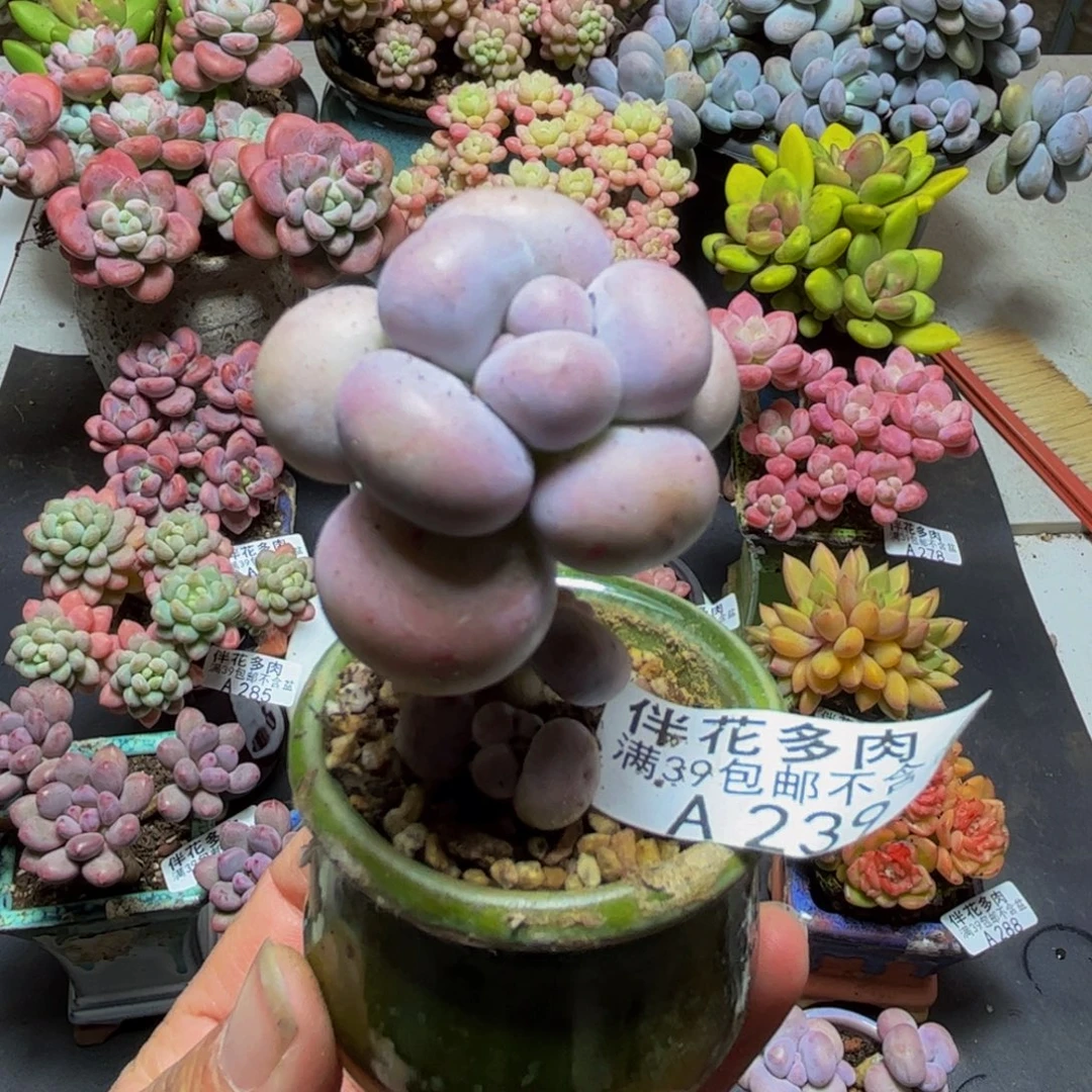 239芭比奶酪3cm多肉