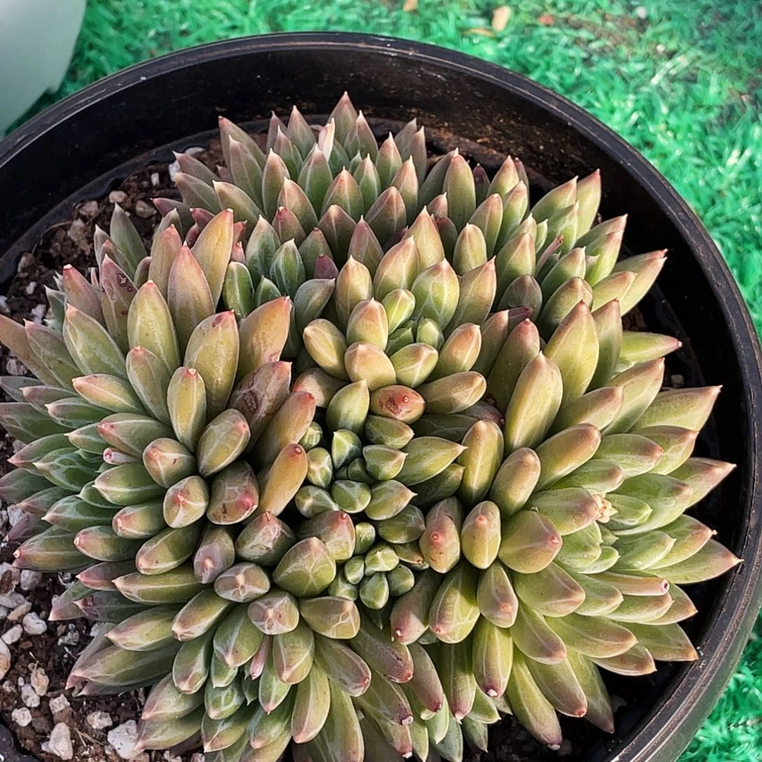 整桩无砍多头手捧黛玉美人一颗