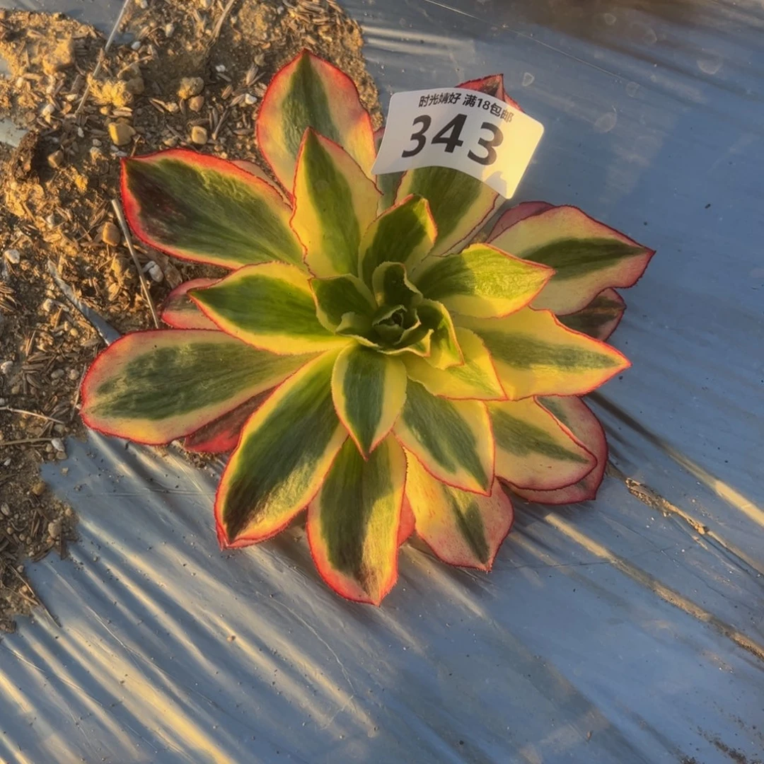 小*343魅影多肉植物